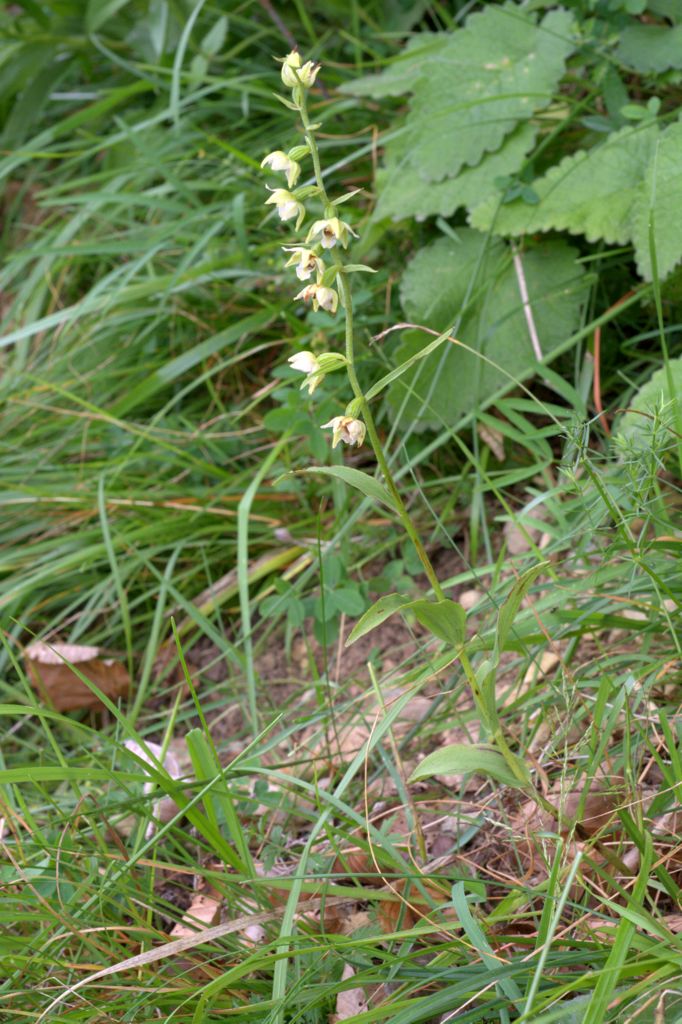 Epipactis muelleri?